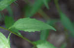 Small bonny bellflower